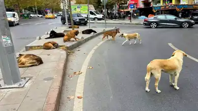39 Müfettiş, Başıboş Köpek Sorununa Çözüm Arıyor